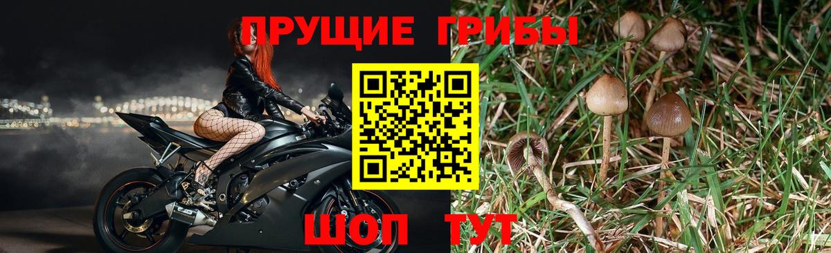 Галлюциногенные грибы прущие грибы Владимир